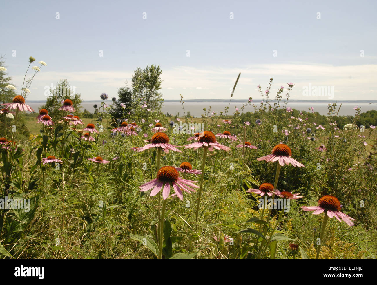 Vista della Baia di Fundy con fiori selvatici Foto Stock