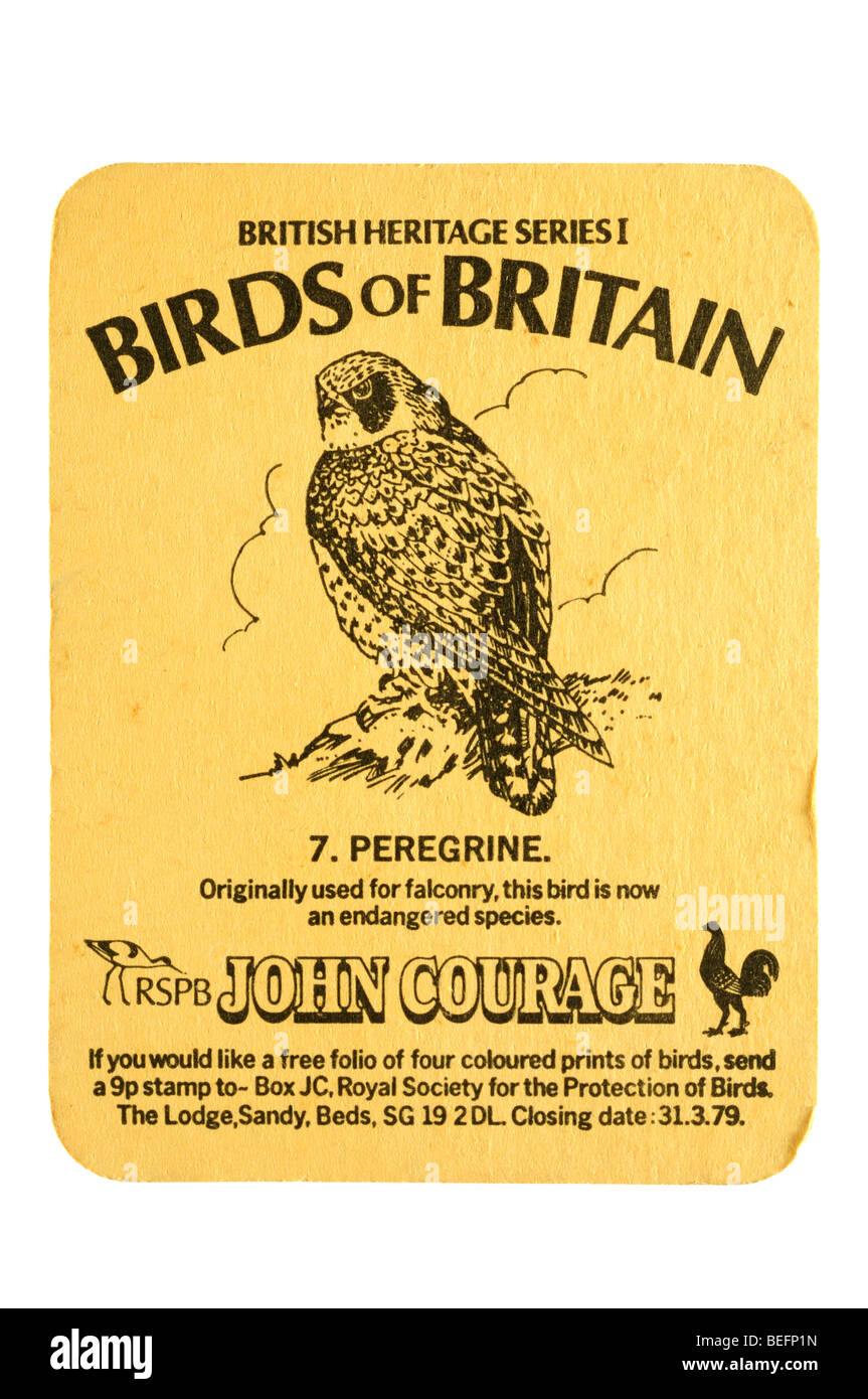 British Heritage series 1 uccelli di gran bretagna 7. peregrine rspb Giovanni coraggio Foto Stock