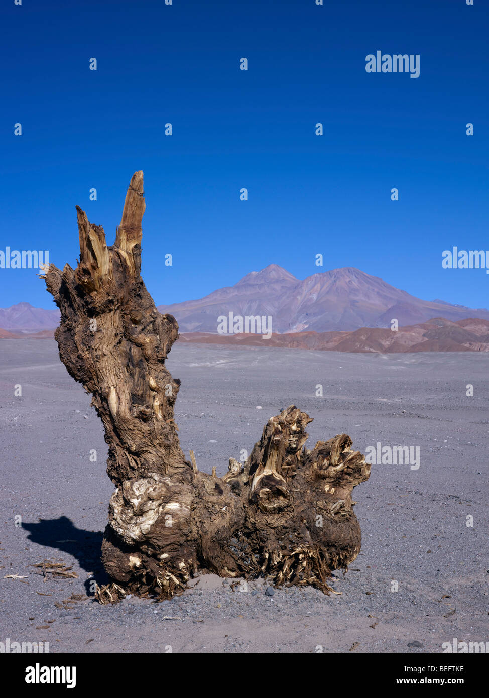 Albero morto con Tumisa montagna dietro, a oltre 4000 metri di altitudine nel deserto di Atacama, Cile. Foto Stock