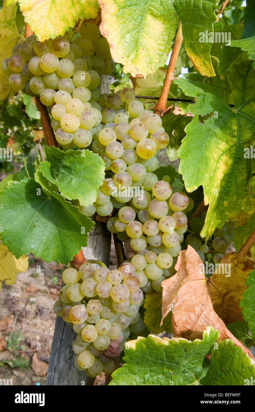 Uve Riesling Foto Stock