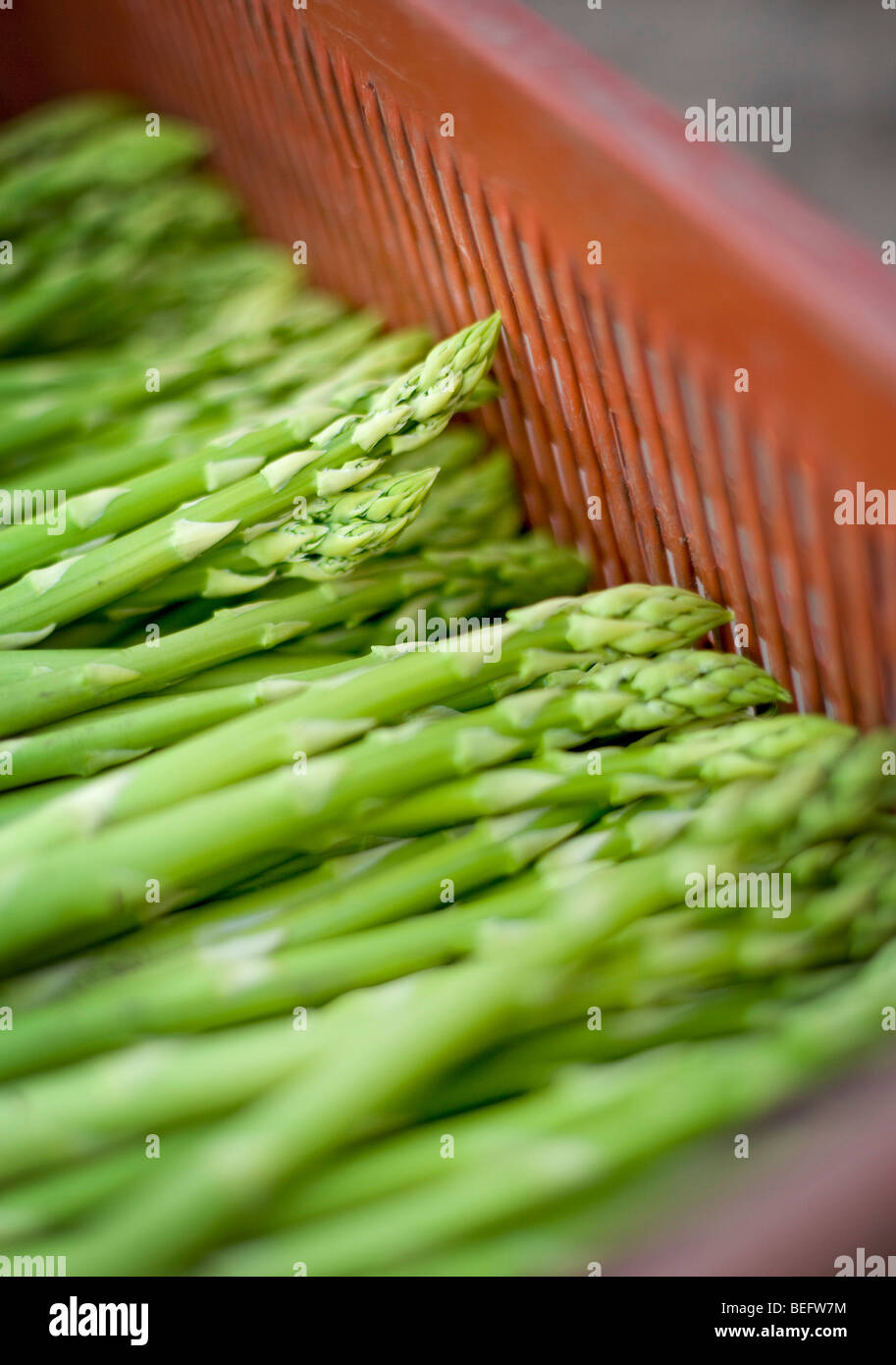 Asparagi verdi. Origine vegetale Foto Stock