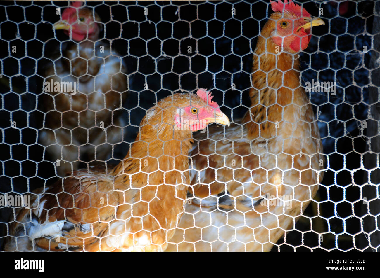 Pollo in cattività in una fattoria Foto Stock