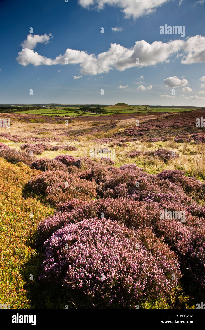 Moorsholm Moor e Freebrough Hill, in Cleveland parte del North York Moors National Park Foto Stock