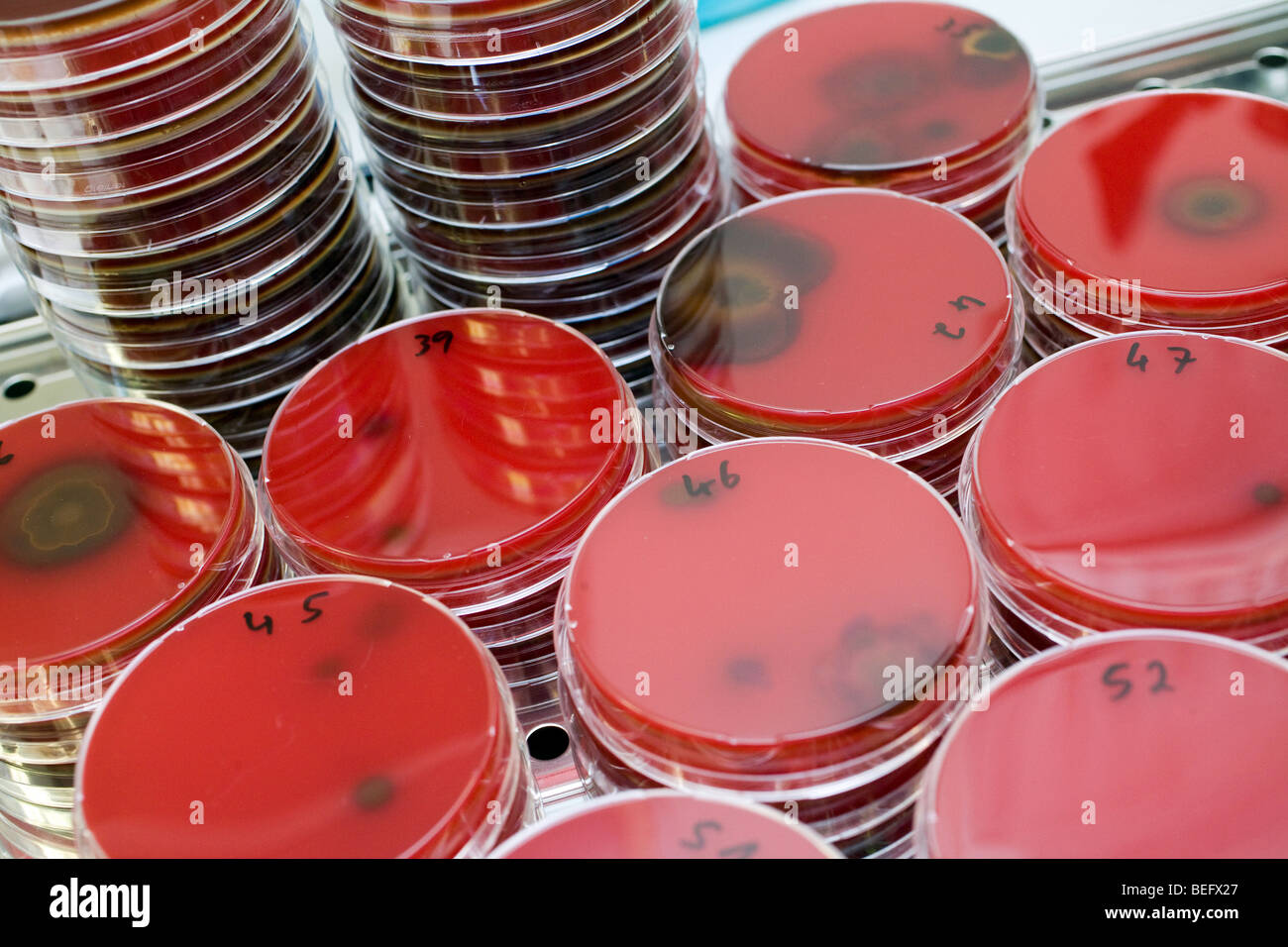 Honig wird auf einer Petrischale auf seine Zusammensetzung ueberprueft. Foto Stock