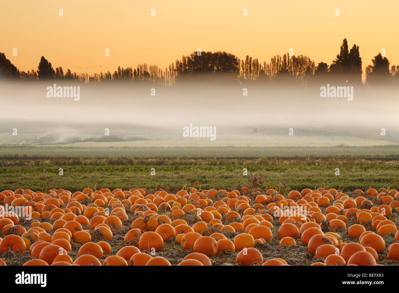 Campo di zucca in inizio autunno-Victoria, British Columbia, Canada. Foto Stock