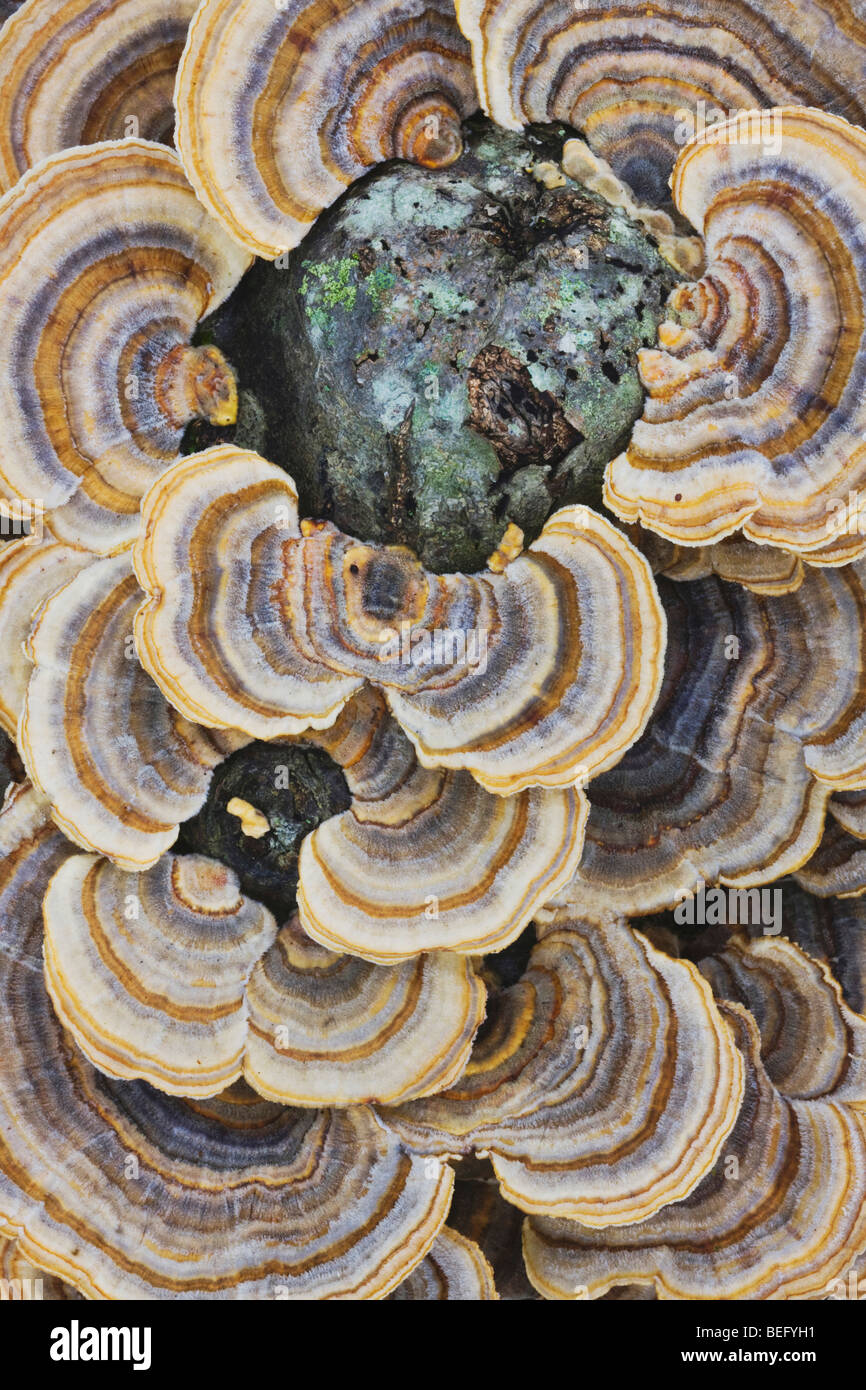 La Turchia di coda (fungo Trametes versicolor), sul moncone, North Carolina, STATI UNITI D'AMERICA Foto Stock