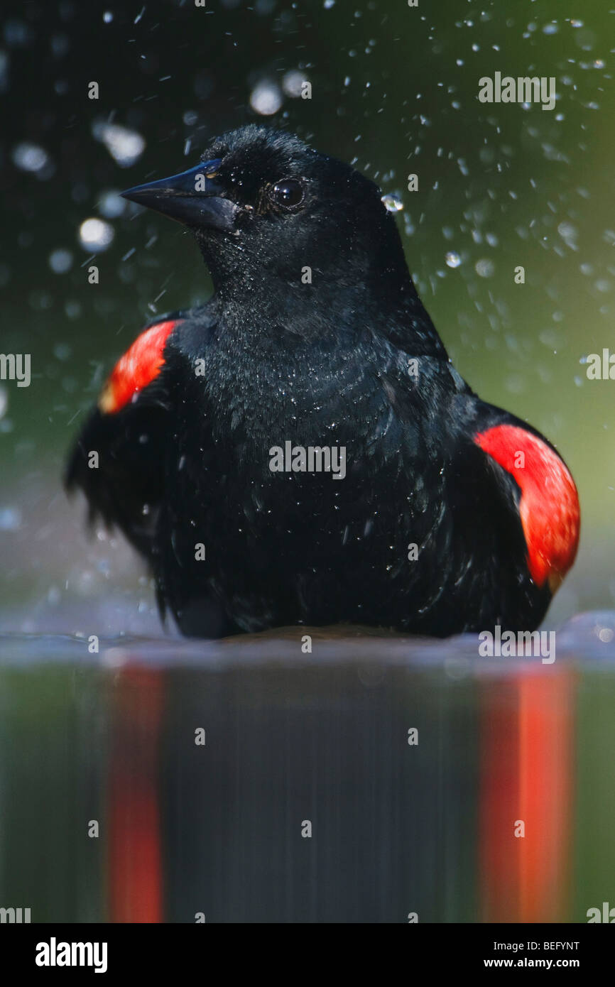 Rosso-winged Blackbird (Agelaius phoeniceus),di balneazione maschio, Rio Grande Valley, Texas, Stati Uniti d'America Foto Stock