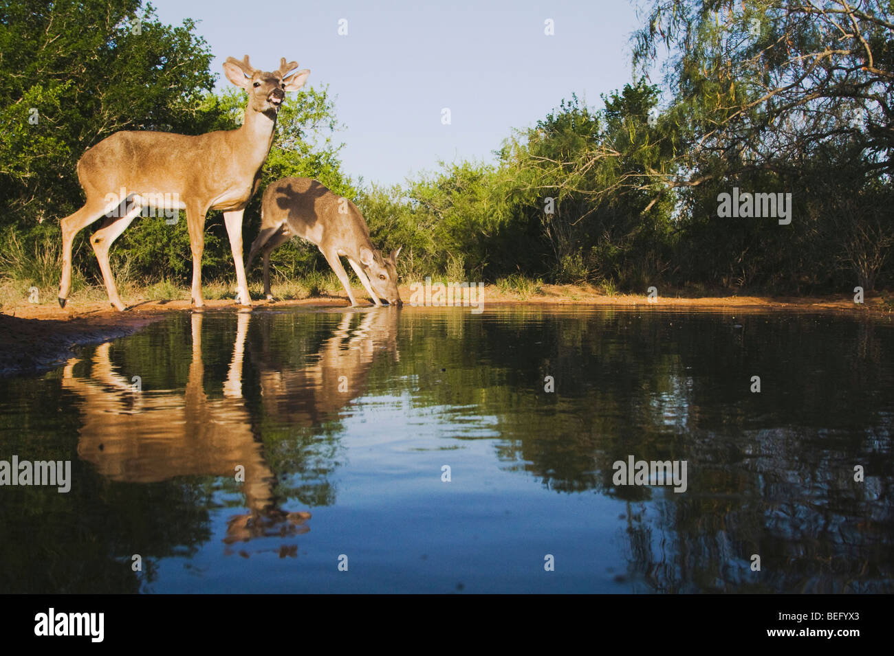 White-Tailed Deer (Odocoileus virginianus), bucks bere, Rio Grande Valley, Texas, Stati Uniti d'America Foto Stock
