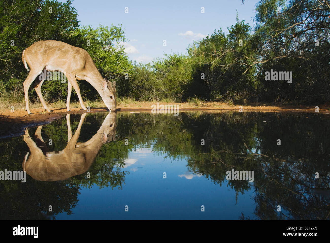 White-Tailed Deer (Odocoileus virginianus), buck bere, Rio Grande Valley, Texas, Stati Uniti d'America Foto Stock