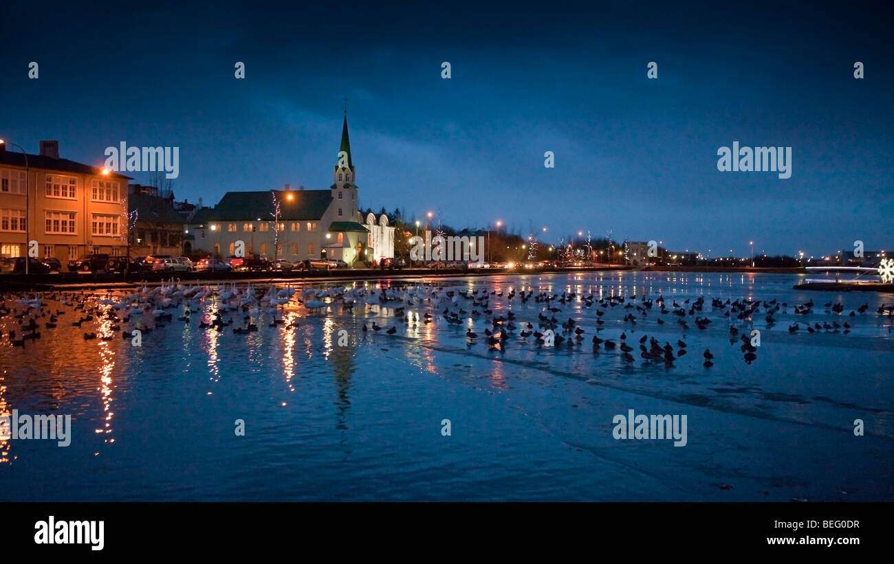 Anatre in Tjornin, (stagno) Reykjavik, Islanda Foto Stock