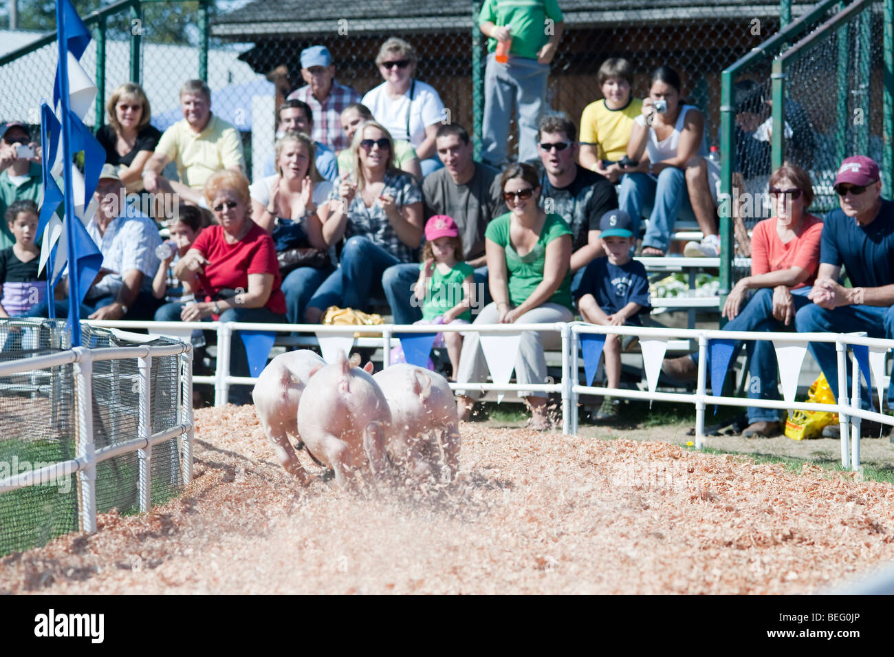Gare di maiale all'Evergreen State Fair a platee godendo le gare Monroe Stato di Washington STATI UNITI D'AMERICA Foto Stock