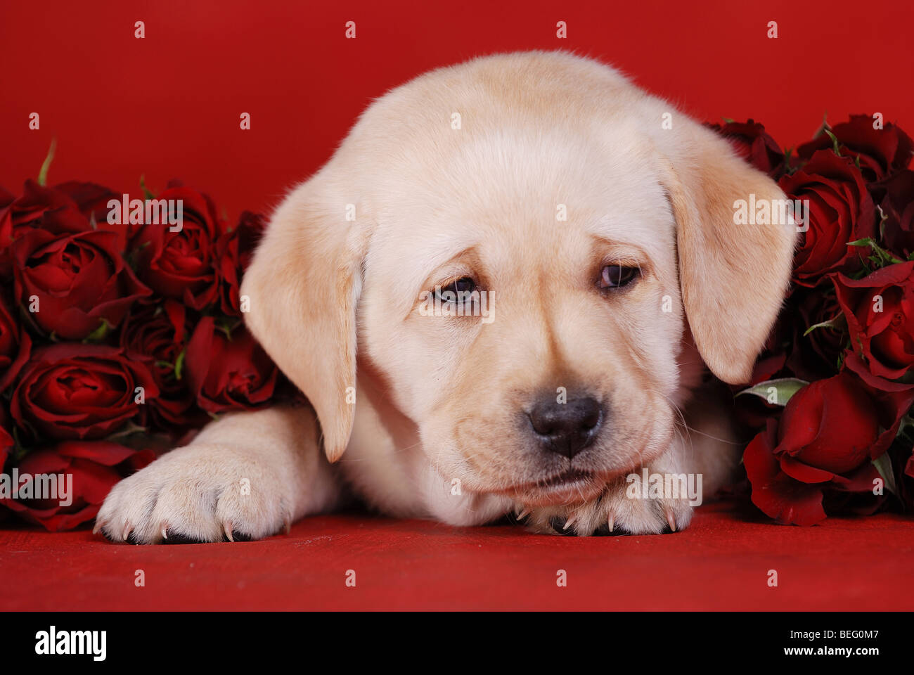 Piccolo giallo labrador retriever cucciolo ritratto con rose rosse Foto Stock