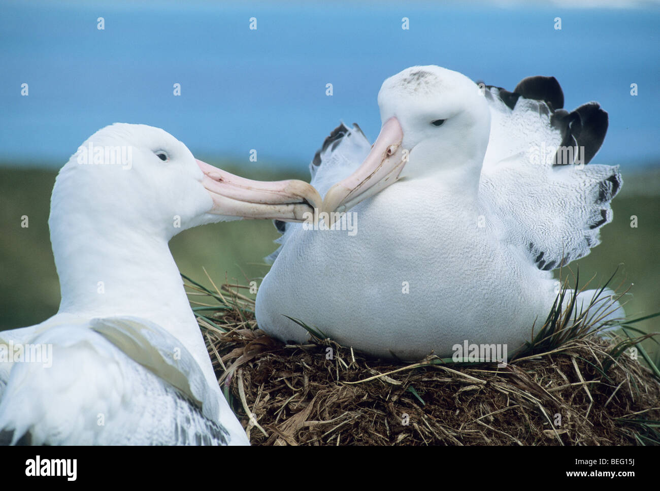 Albatro errante (Diomedea exulans) coppia di corteggiamento, Isola Georgia del Sud Foto Stock