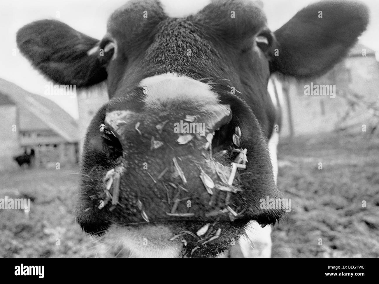 Testa di vacca Freisian Foto Stock