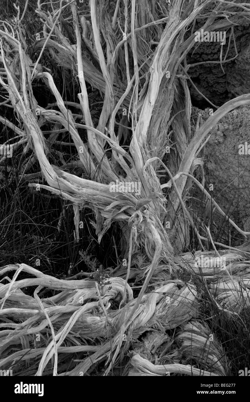 Sagebrush morto, Mono Lake Scenic Area, California Foto Stock