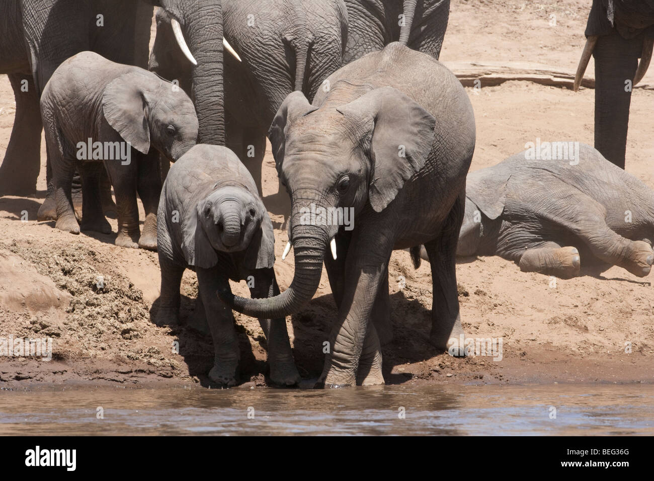Tiny Baby elefante africano a imparare a usare trunk di bere acqua dal fiume aiutato da bambino, più baby elefanti, sullo sfondo della mandria Masai Mara Kenya Foto Stock