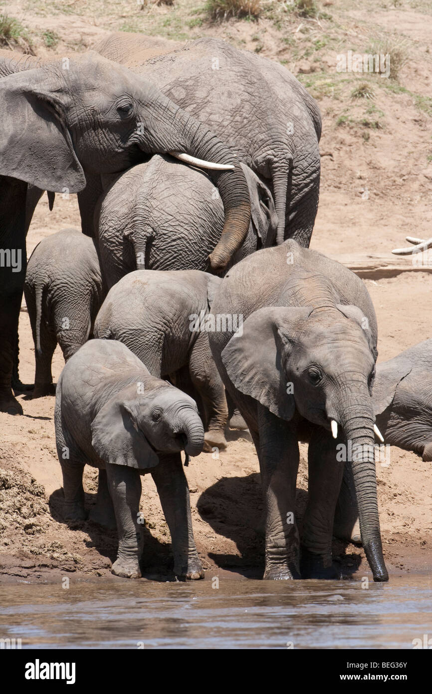 Chiudere simpatico baby elefante africano Loxodonta africana al fiume, imparare a bere con tronco allevamento su sfondo di argine Masai Mara Kenya Foto Stock