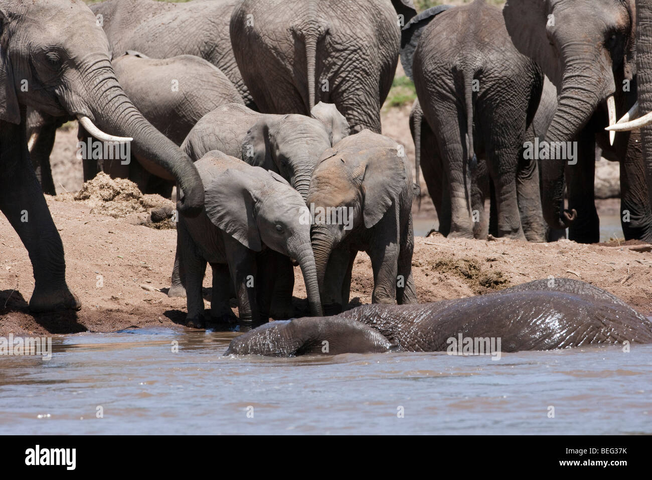 3 simpatico baby elefanti bere insieme a riverbank rivolto verso l elefante di balneazione nel fiume solidale trunk mom fuori mandria che circonda i neonati il Masai Mara Kenya Foto Stock