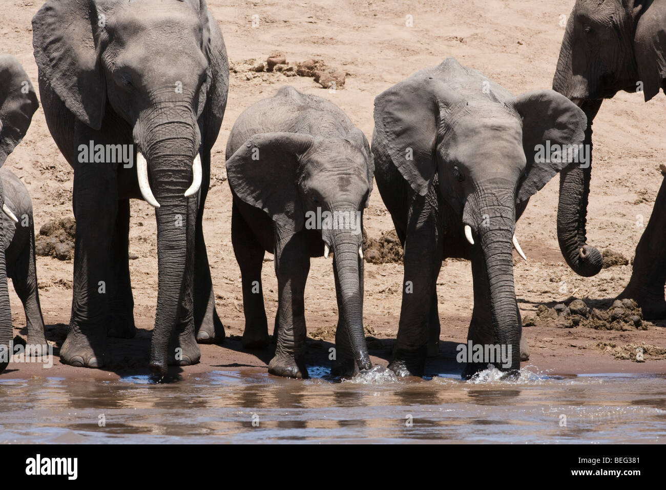 2 elefanti bambino bere schierate a giocare in acqua con i trunk nel fiume permanente al riverbank, closeup, stop-azione Masai Mara Kenya Foto Stock