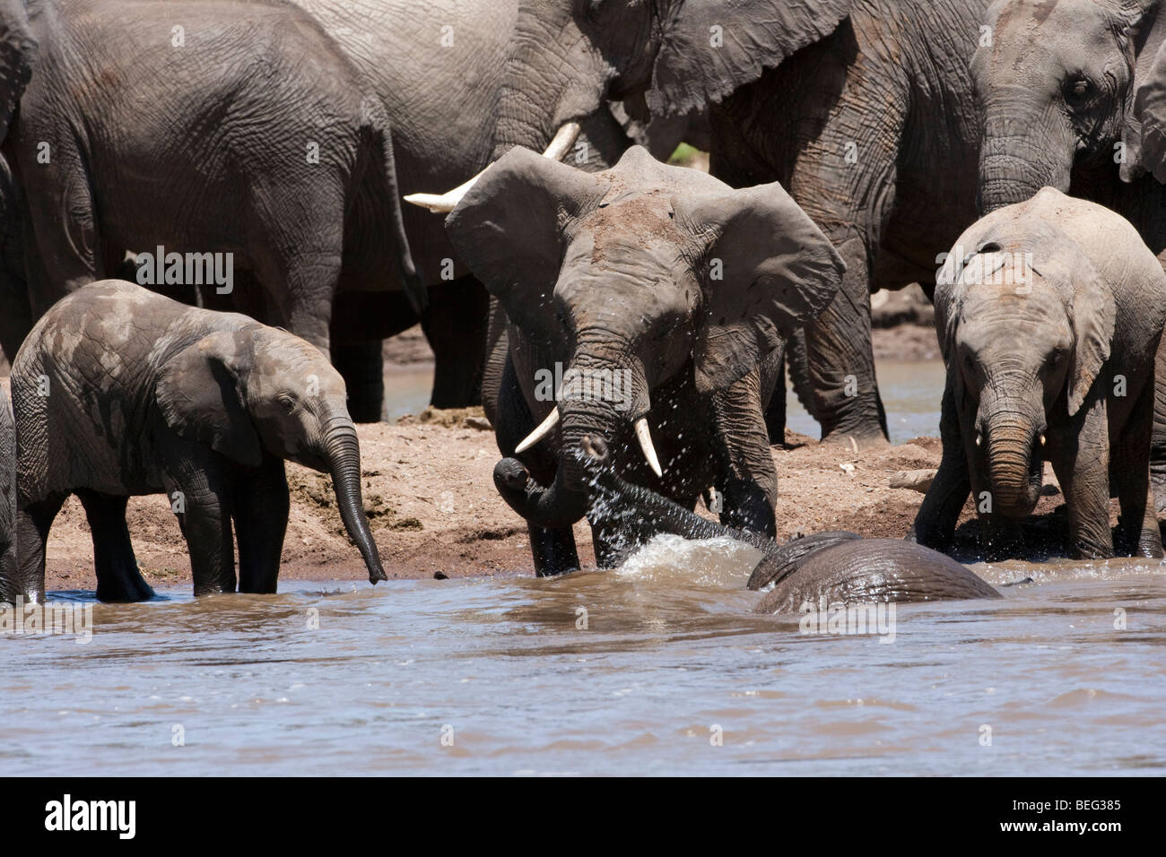 Grandi mandrie di elefanti a riverbank, Baby Elephant acqua potabile, balneazione, adulti scuotendo la testa,1 elephant sott'acqua nel fiume Masai Mara, Kenya Foto Stock