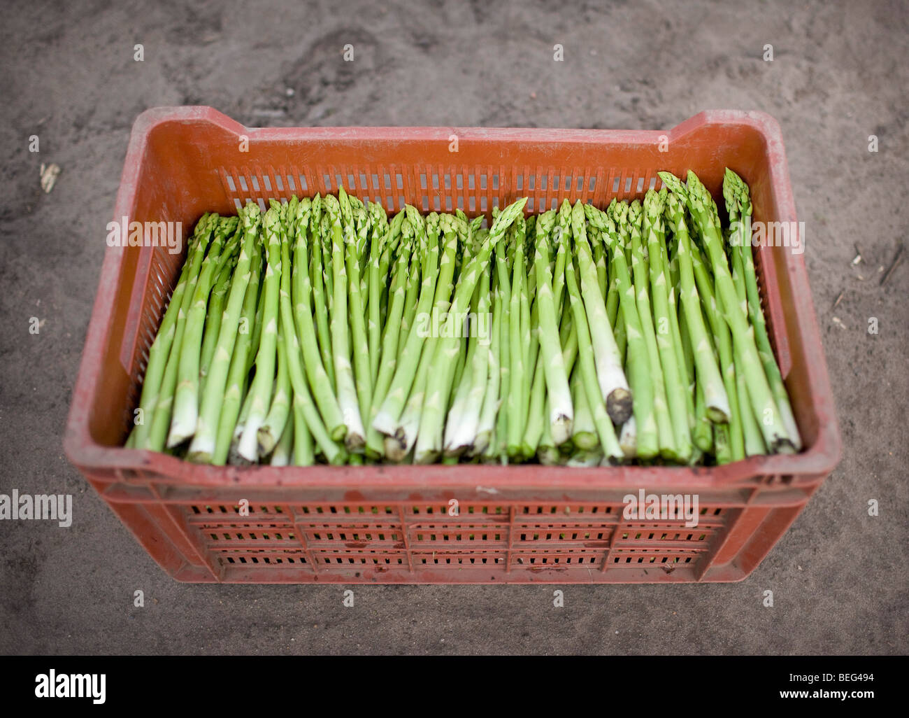 Gli asparagi verdi .vegetale Foto Stock