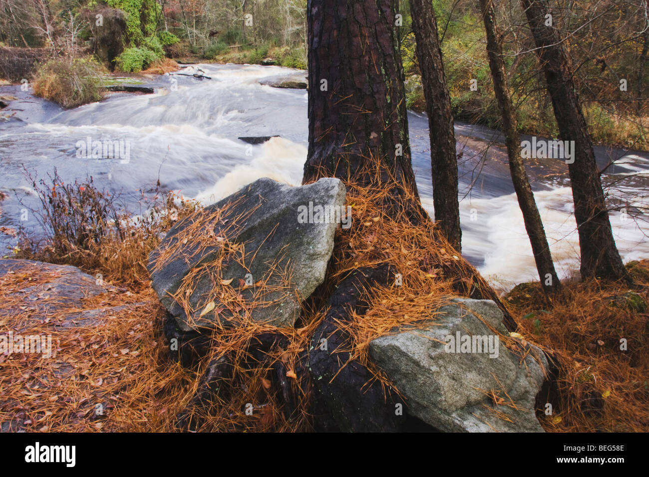 Loblolly Pine, North Carolina pine (Pinus taesa), piccolo fiume, Rolesville Mill pond Area Naturale, Rolesville, Carolina del Nord Foto Stock