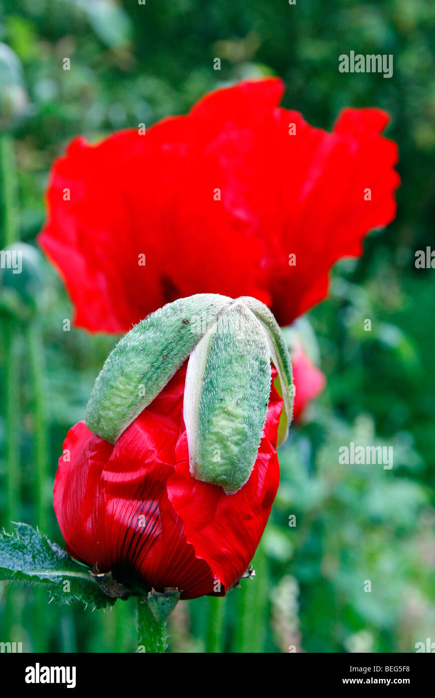 Papaver orientale Aglaja-papavero orientali