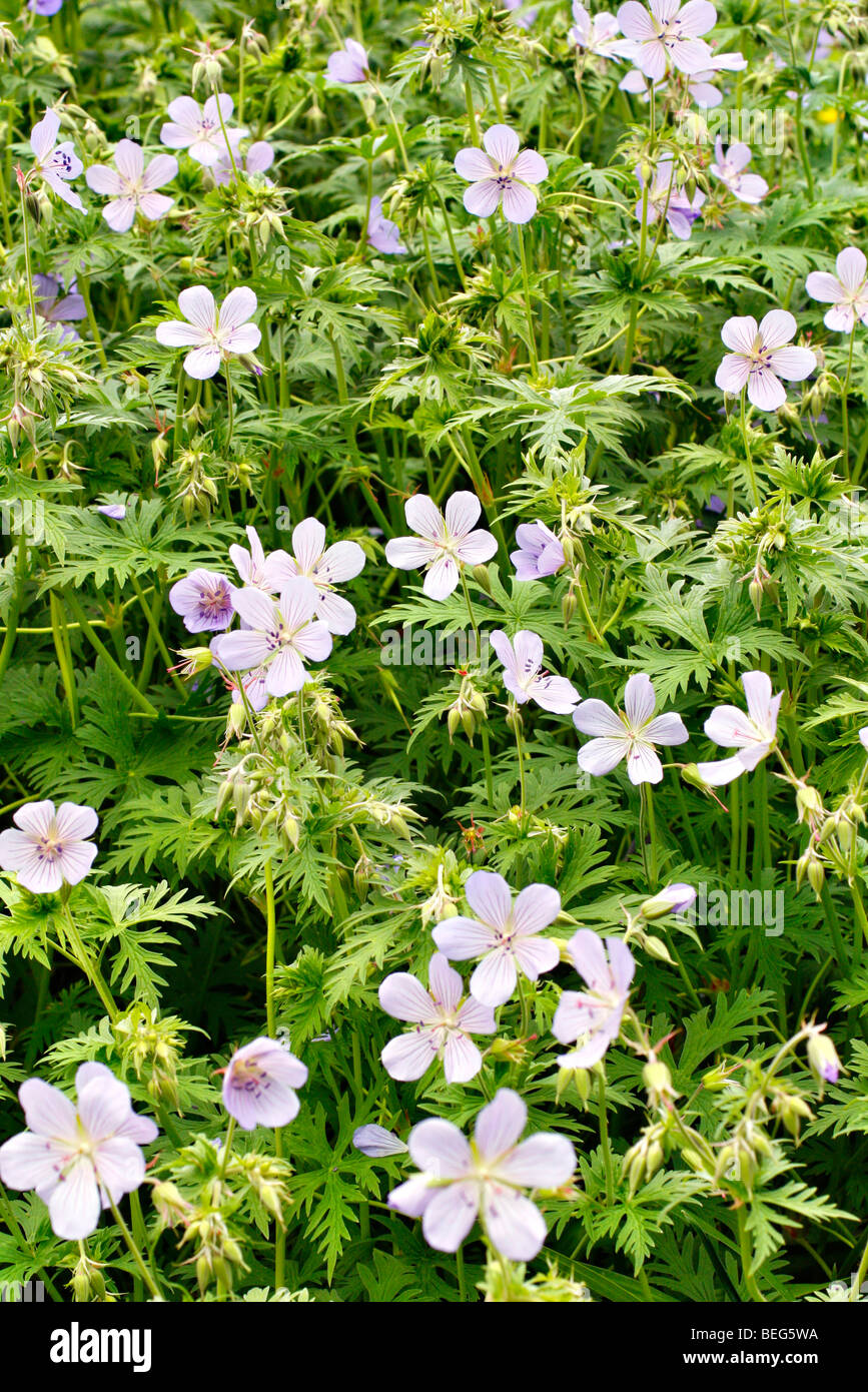 Geranio 'Blue Cloud' AGM Foto Stock