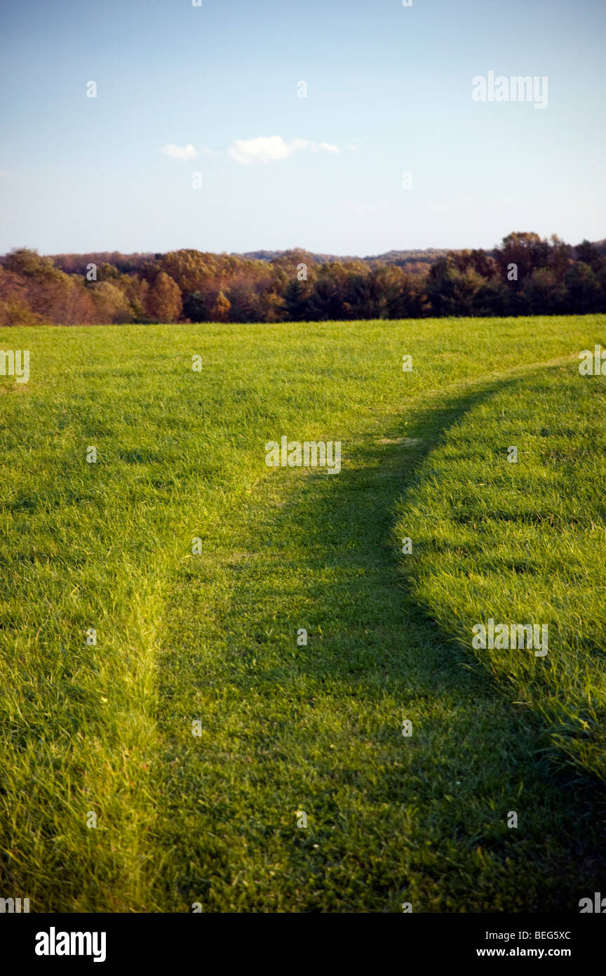 Percorso a piedi falciati attraverso un campo verde in un parco Foto Stock