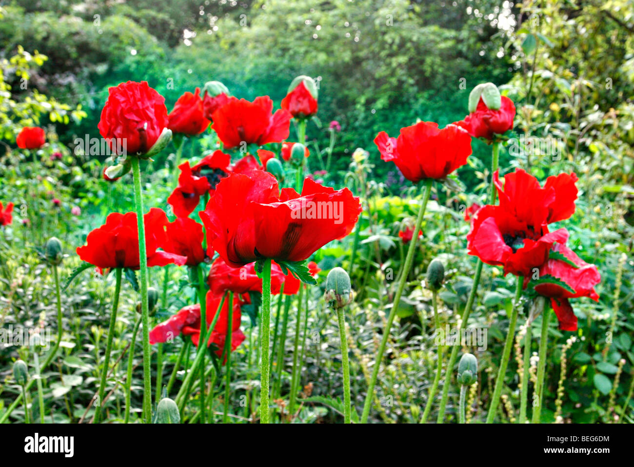 Papaver orientale " Bellezza di Livermere' Foto Stock