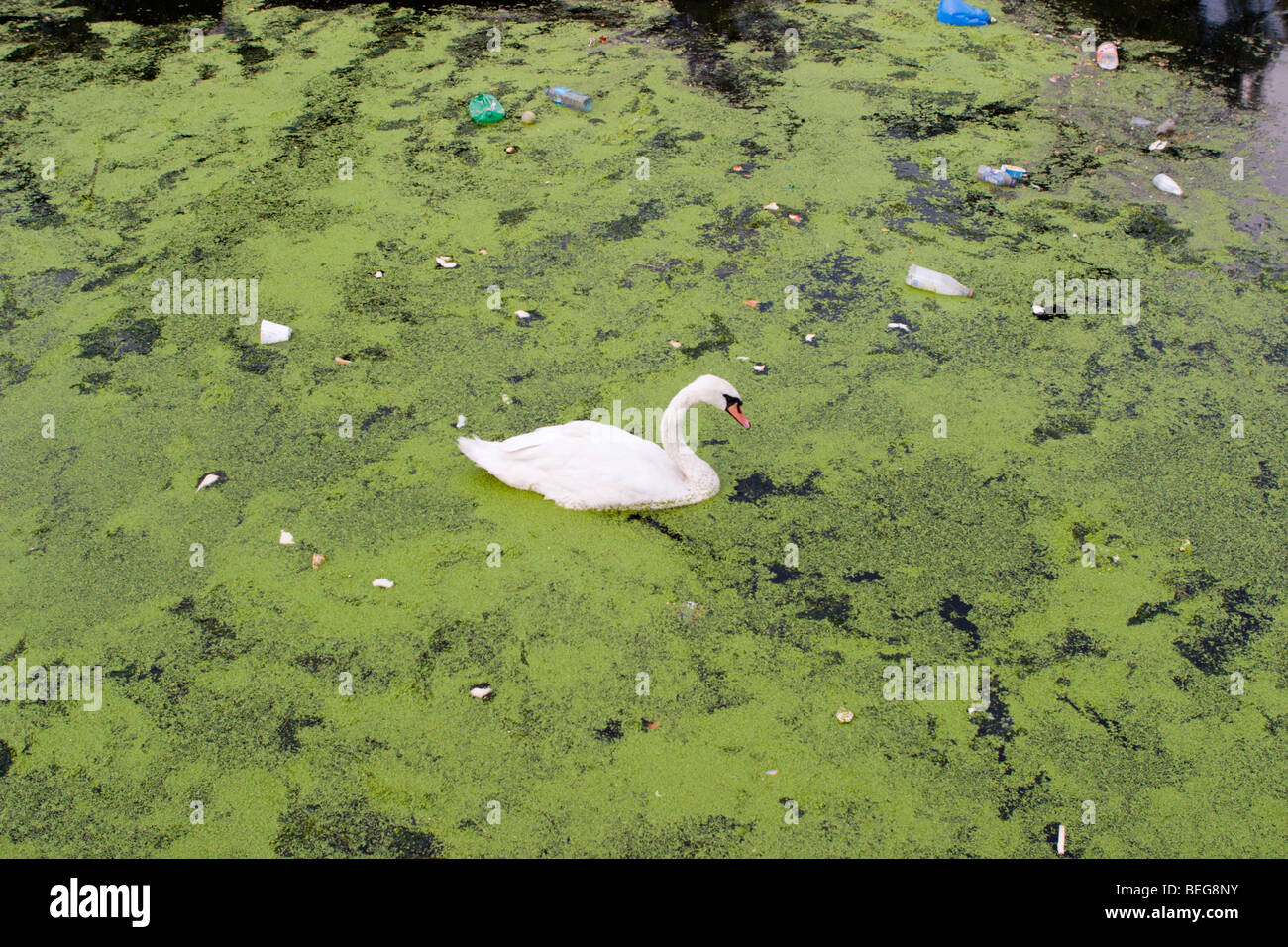 Swan su un fiume sporco. Foto Stock