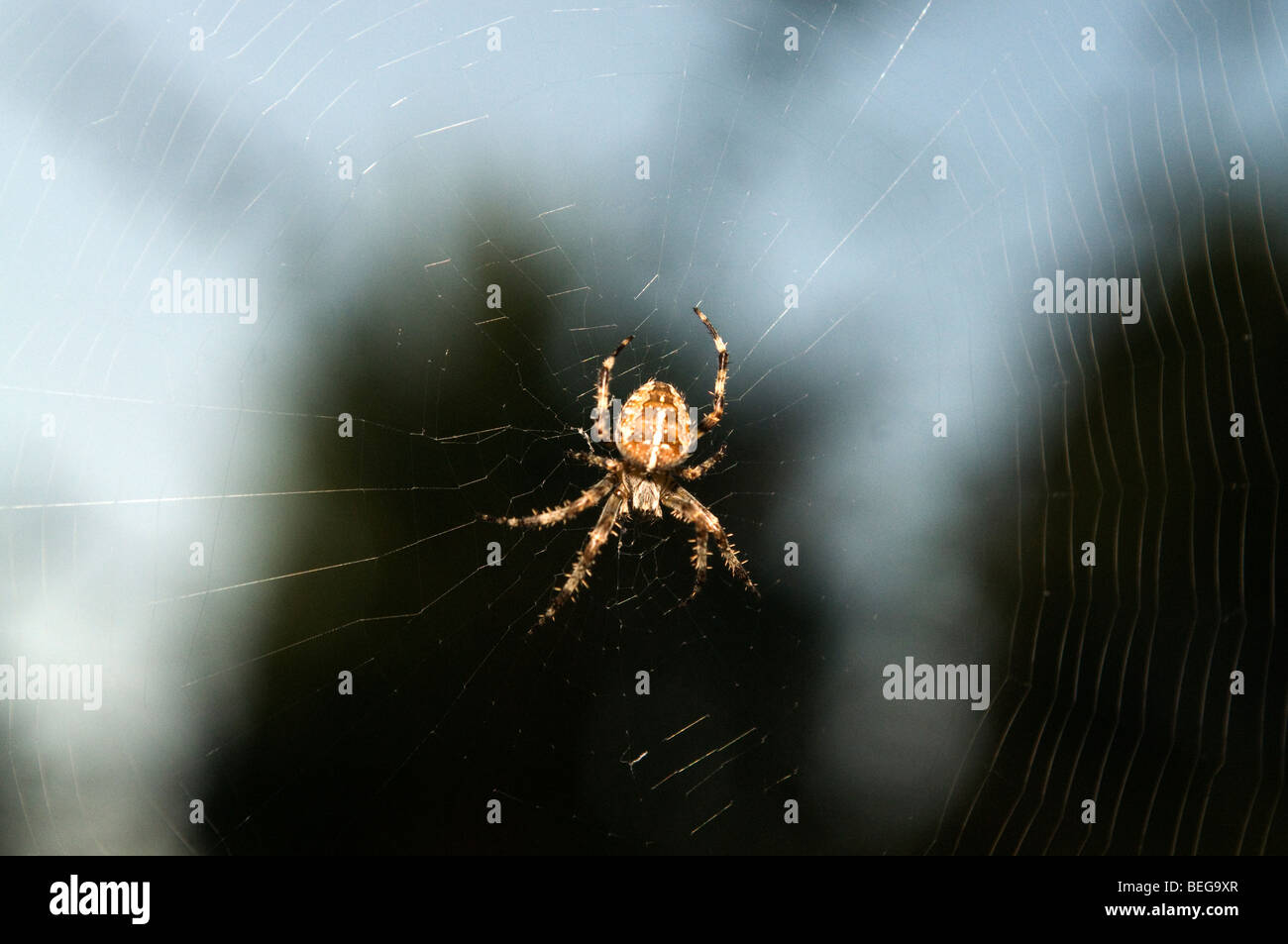 Un giardino del Regno Unito (o croce) spider siede nel suo web Foto Stock
