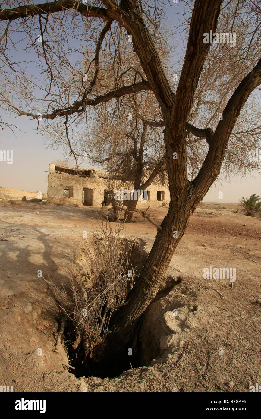 Jordan Valley, Eufrate Poplar Tree in un acqua secca pozzetti in Deir Hajla Foto Stock