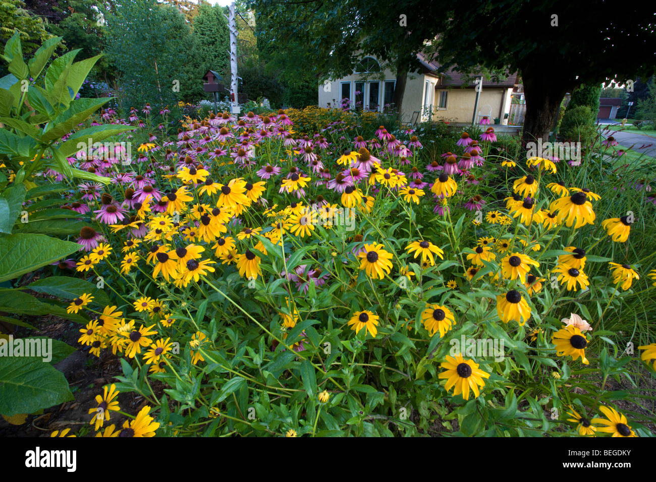 Casa con giardino fiorito, Black Eyed Susan Foto Stock