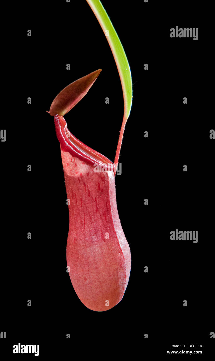 Pianta brocca:: Nepenthes alata Foto Stock