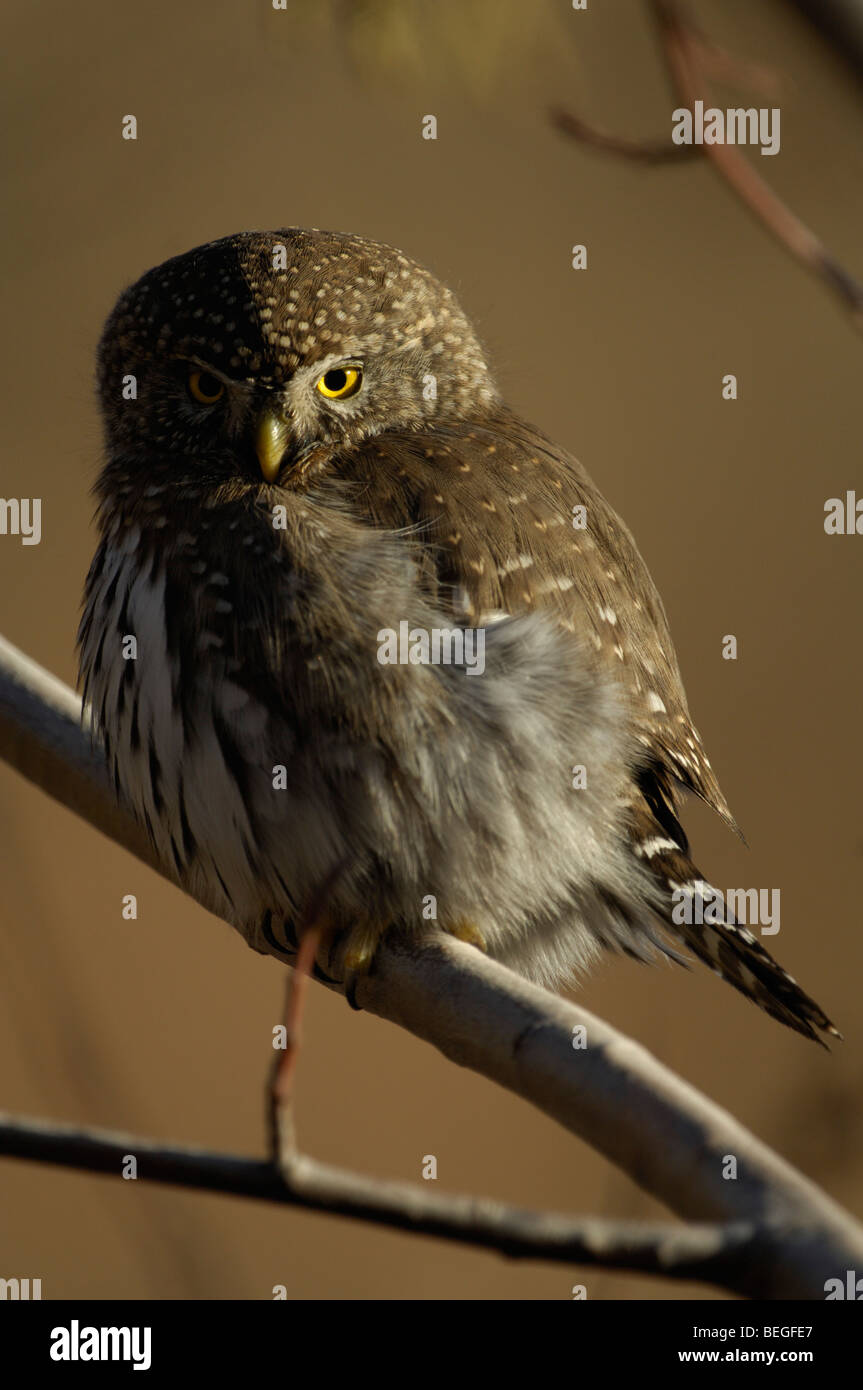 Pigmeo settentrionale-civetta (Glaucidium gnoma) Foto Stock