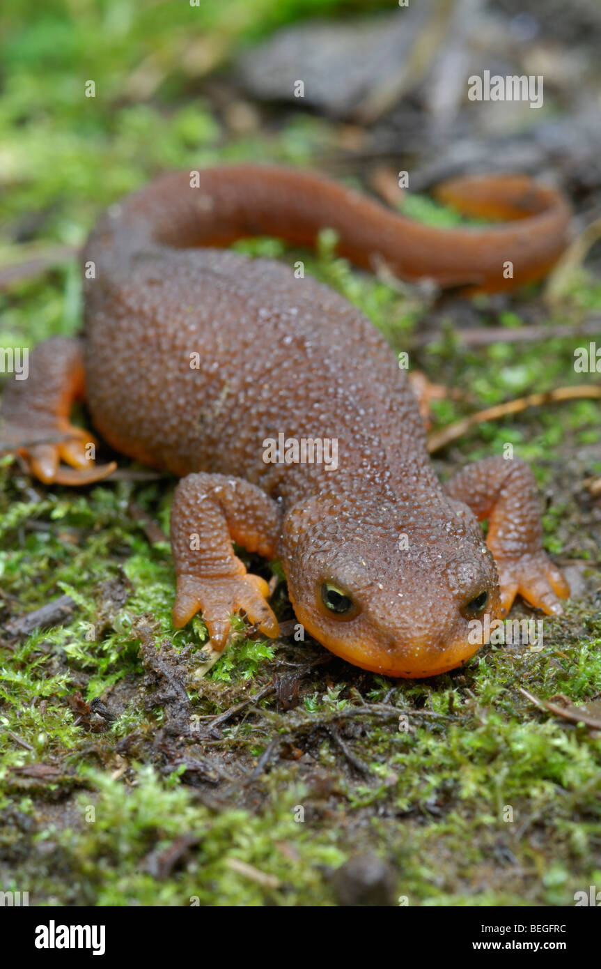 Rough-scuoiati newt (Taricha granulosa) Foto Stock