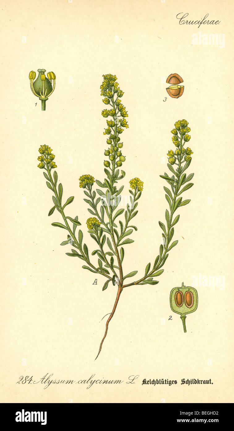 Circa ottanta la incisione di giallo alyssum (Alyssum calycinum aka Alyssum alyssoides) dal Prof Dr Thome la flora della Germania. Foto Stock