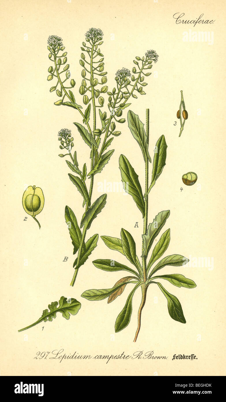 Circa ottanta la incisione di campo pepperweed (Lepidium campestre) dal Prof Dr Thome la flora della Germania. Foto Stock