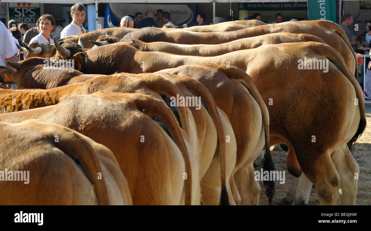 Bestiame bovino mostra a Parthenay, Deux-Sevres, Francia. Foto Stock