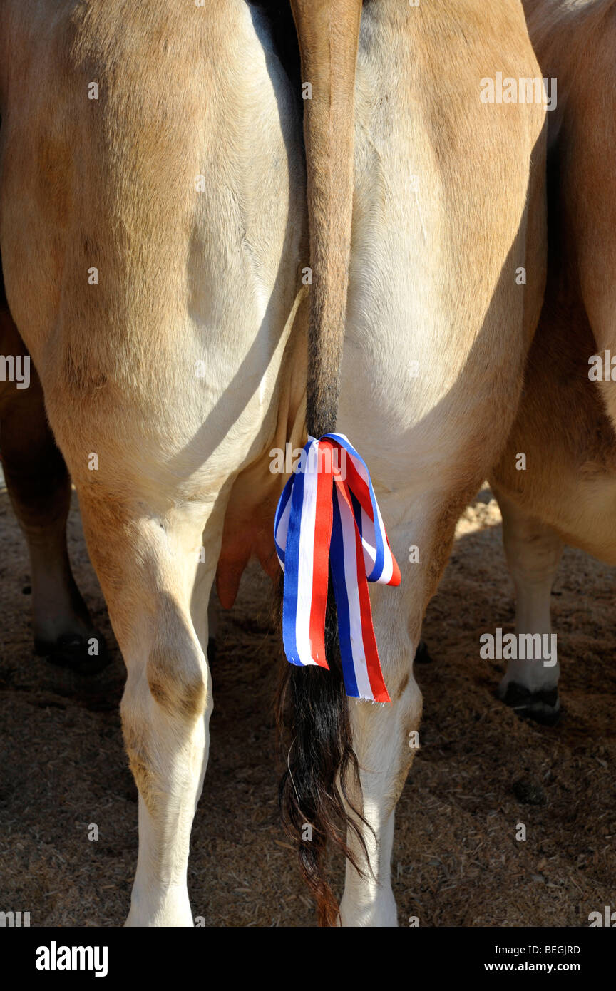 Premio vacca, quarti posteriori presso la Agricultural show a Parthenay, Deux-Sevres, Francia. Foto Stock