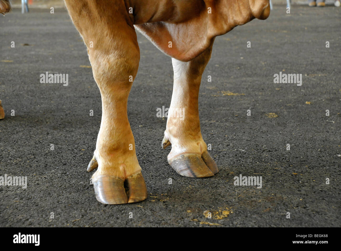 Gambe anteriori closeup del premio bull all'agricoltura mostra a Parthenay, Deux-Sevres, Francia. Foto Stock