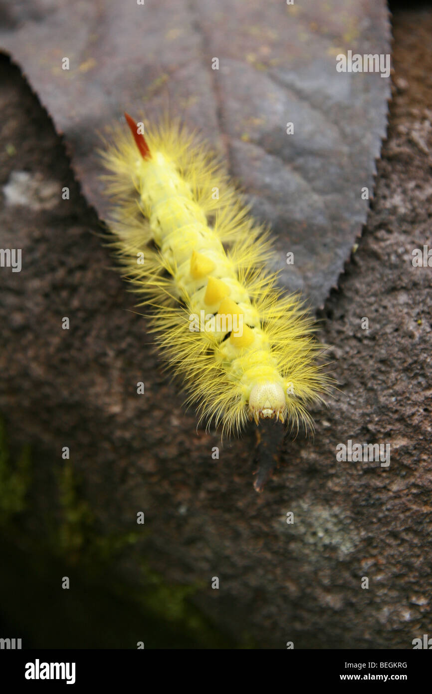 La strana guardando Pale Tussock Moth caterpillar (Dasychira pudibunda) in Togakushi, Giappone Foto Stock