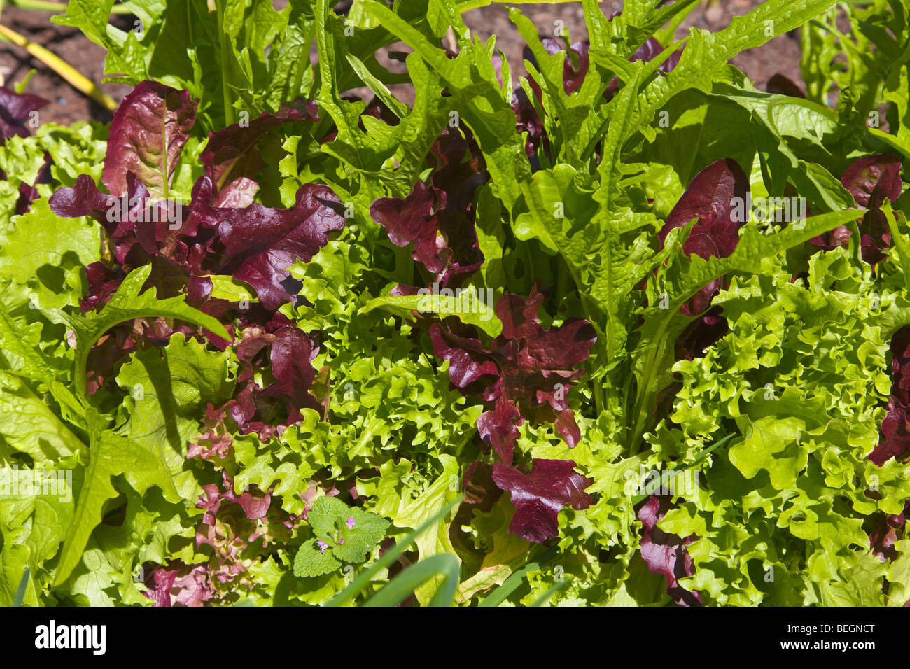 'Taglia e venire di nuovo' foglie di insalata crescente Foto Stock