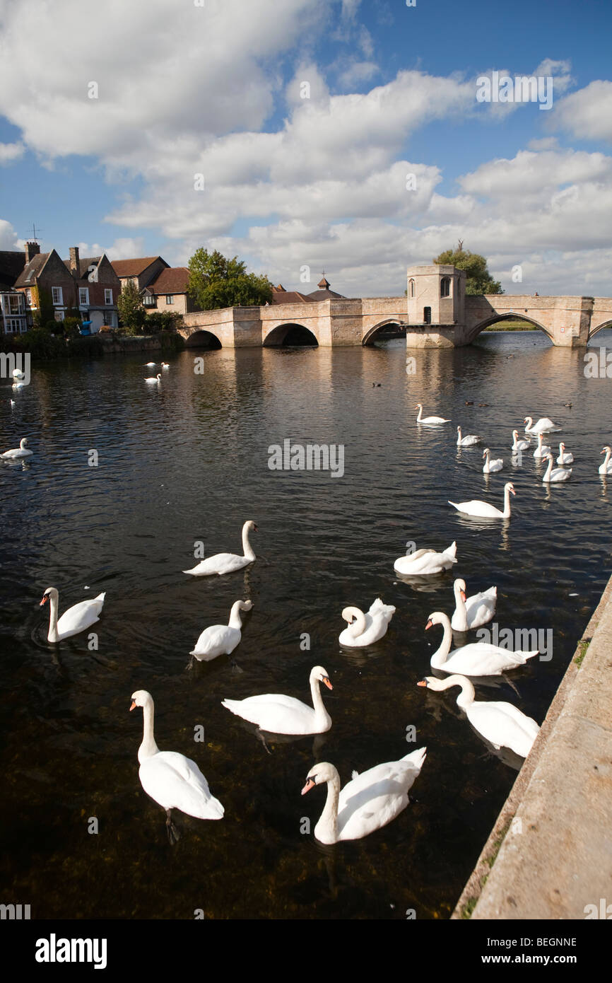 Inghilterra, Cambridgeshire, St Ives, Quay, cigni e anatre sul Fiume Great Ouse dal ponte di pietra e la cappella Foto Stock