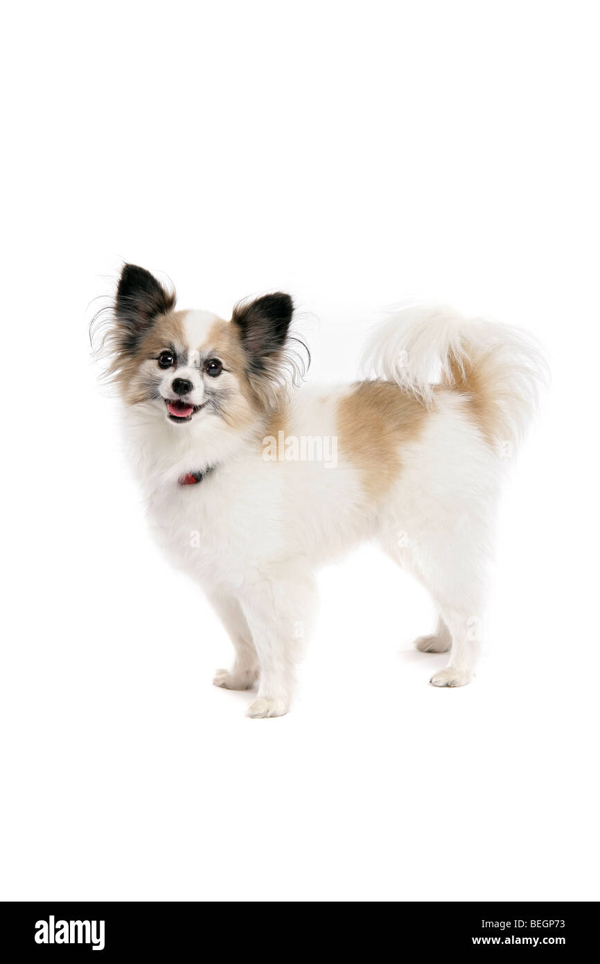Un soffice, grazioso, Papillon cane, in piedi su quattro zampe con la lingua fuori e la sua coda arricciato su uno sfondo bianco. Foto Stock