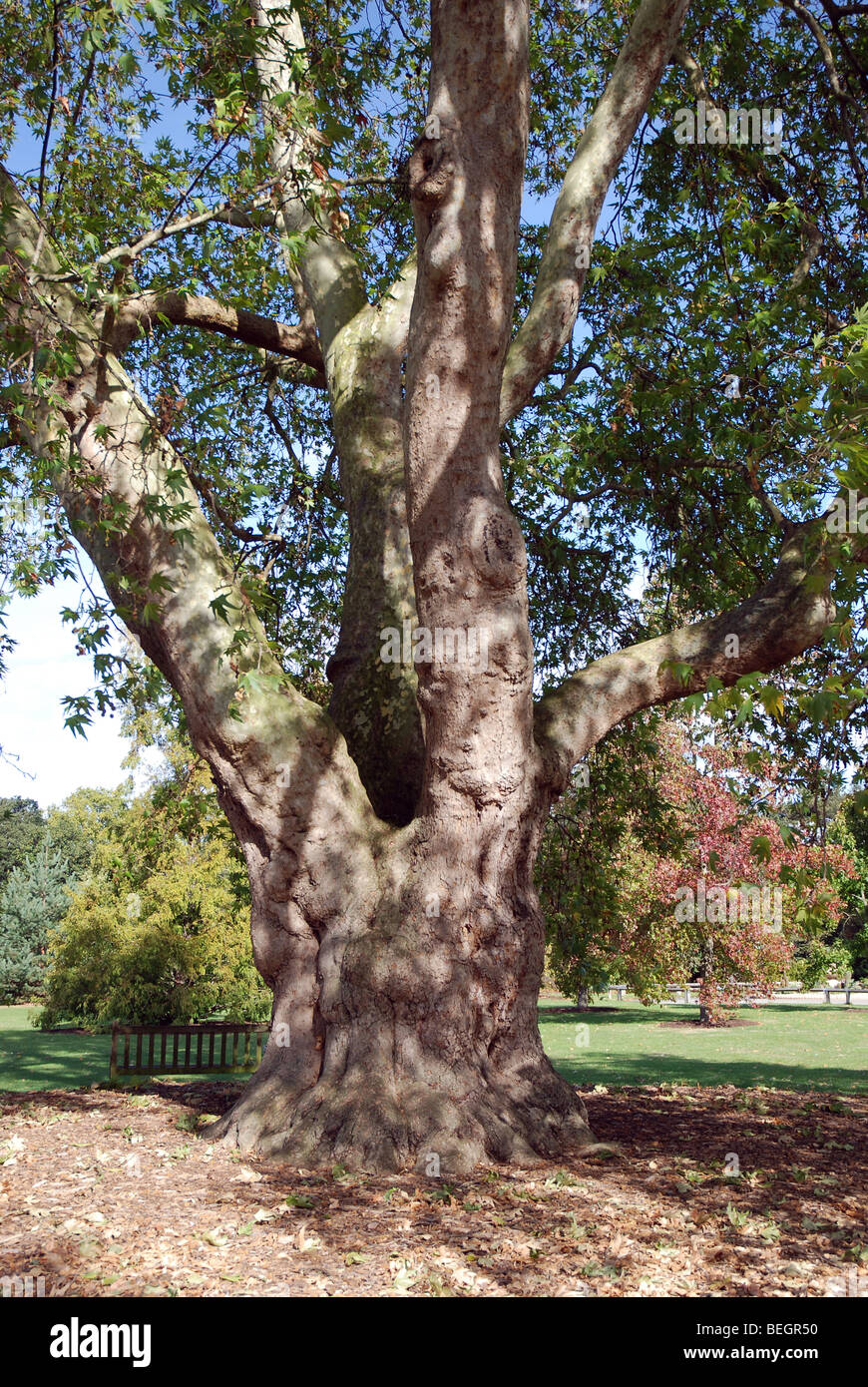 Platanus × hispanica (platanus acerifolia × E × Platanus hybrida), il London piano o piano ibrido. Kew Gardens, London, Regno Unito Foto Stock
