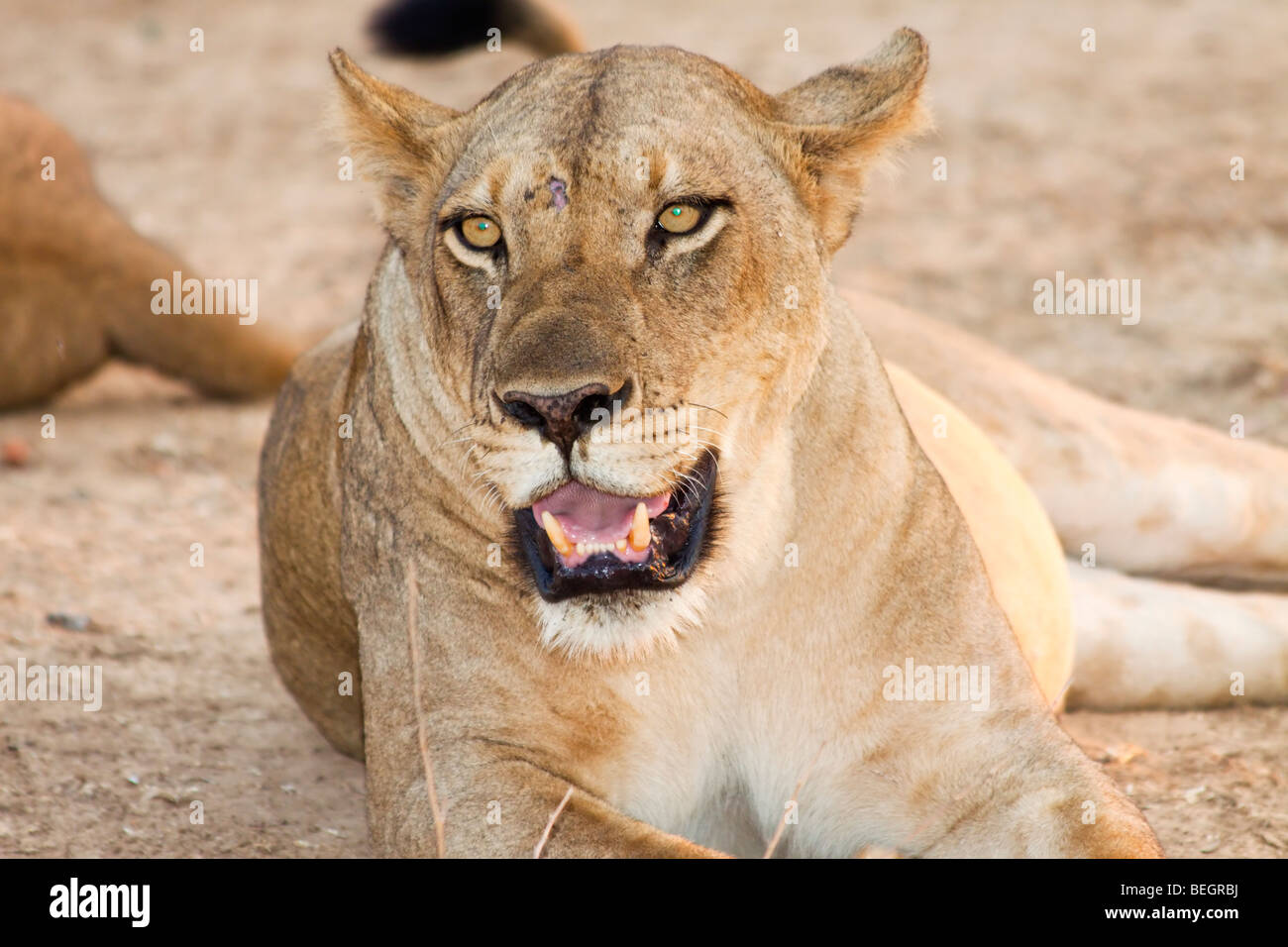 Leonessa Zambia Foto Stock