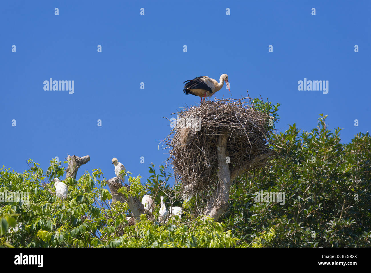 Unione cicogna bianca sul nido con guardabuoi Rabat Marocco Foto Stock