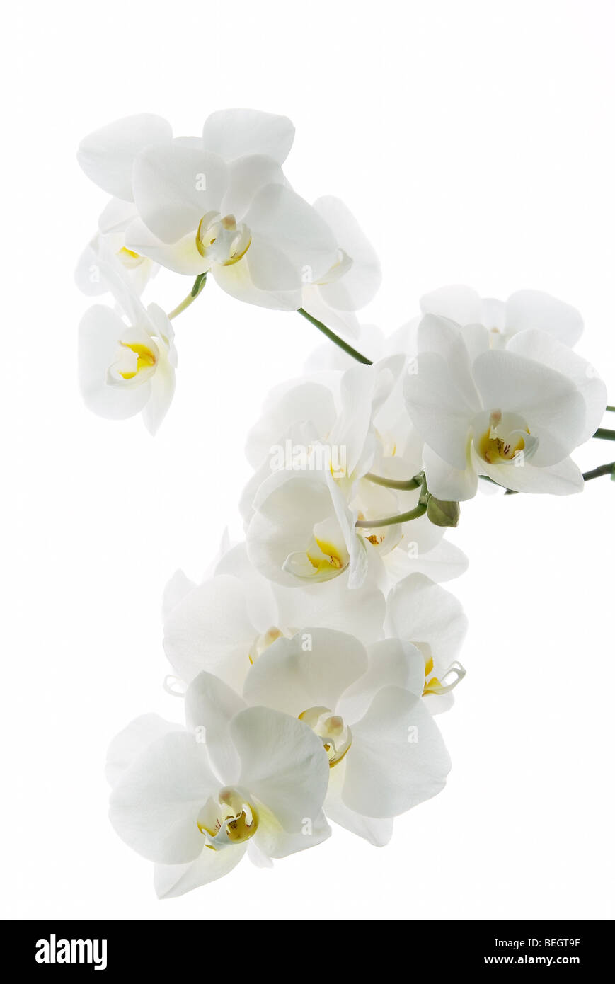 Ramo di orchidee bianche isolati su sfondo bianco Foto Stock